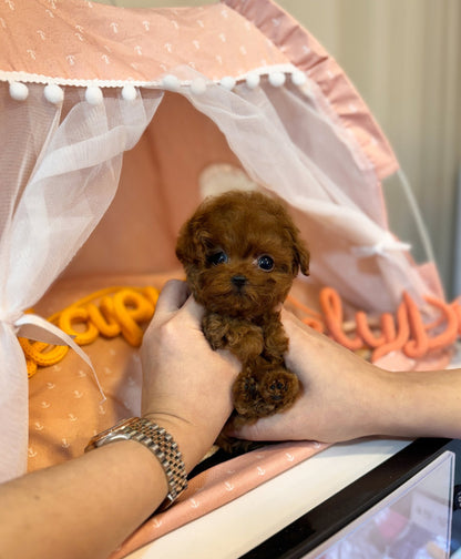 Poodle - Jessie(Female) - Beautiful puppy teacup puppy with adorable features available for adoption from Velydog