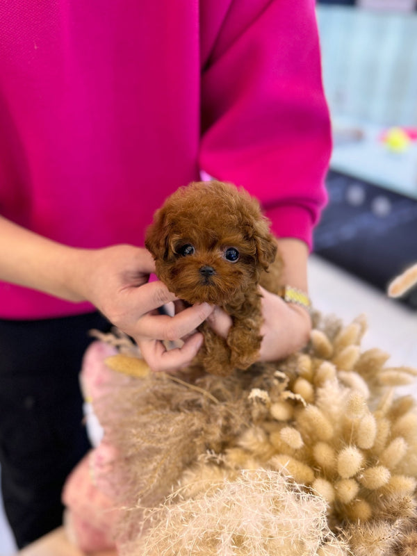 Poodle - Jessie(Female) - Beautiful puppy teacup puppy with adorable features available for adoption from Velydog