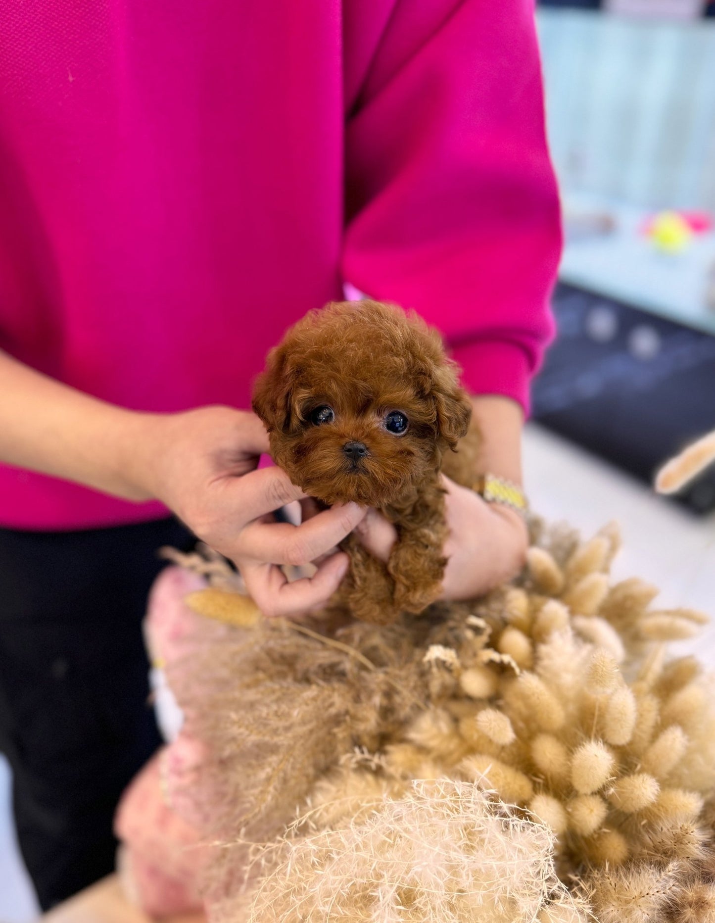 Poodle - Jessie(Female) - Beautiful puppy teacup puppy with adorable features available for adoption from Velydog