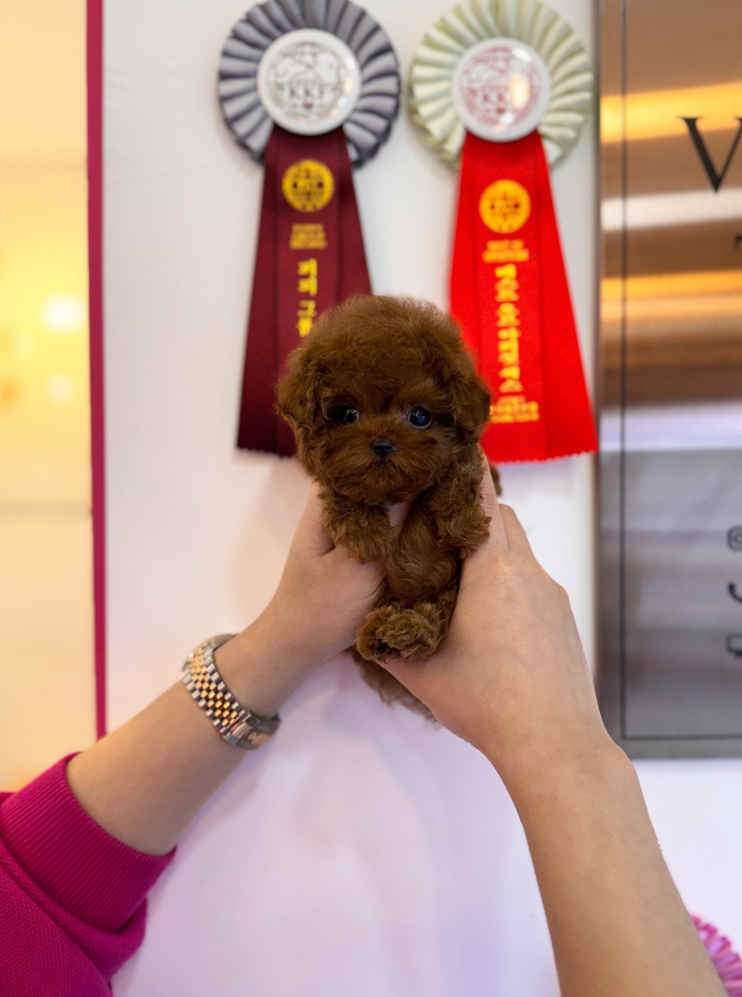 Poodle - Jessie(Female) - Beautiful puppy teacup puppy with adorable features available for adoption from Velydog