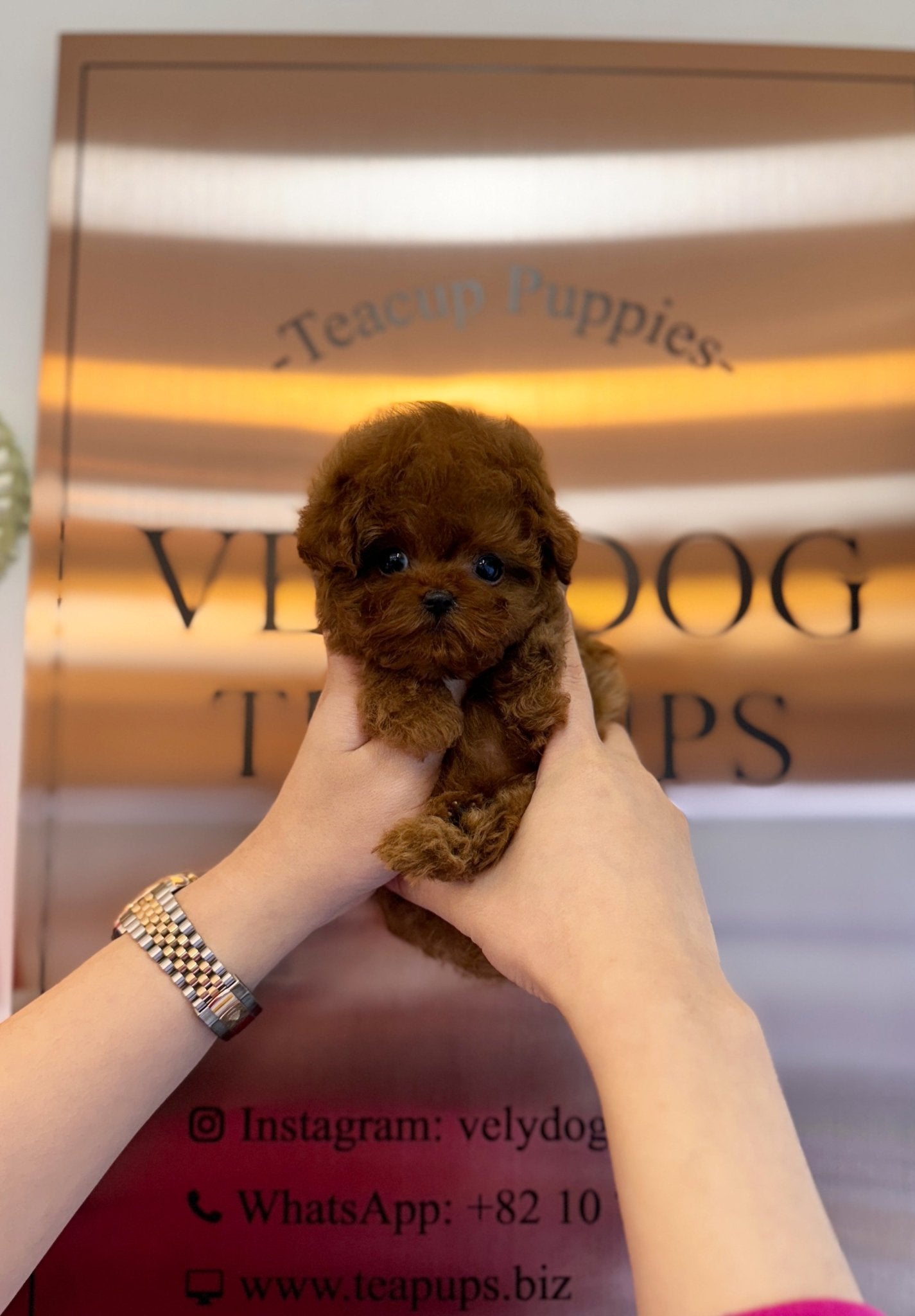 Poodle - Jessie(Female) - Beautiful puppy teacup puppy with adorable features available for adoption from Velydog