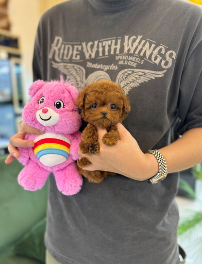 Poodle - Jojo(Female) - Beautiful puppy teacup puppy with adorable features available for adoption from Velydog