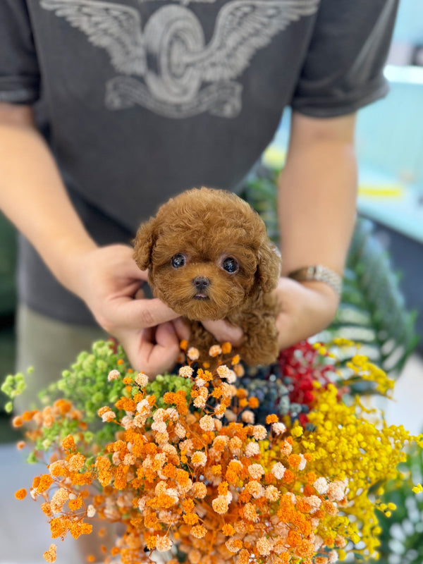 Poodle - Jojo(Female) - Beautiful puppy teacup puppy with adorable features available for adoption from Velydog