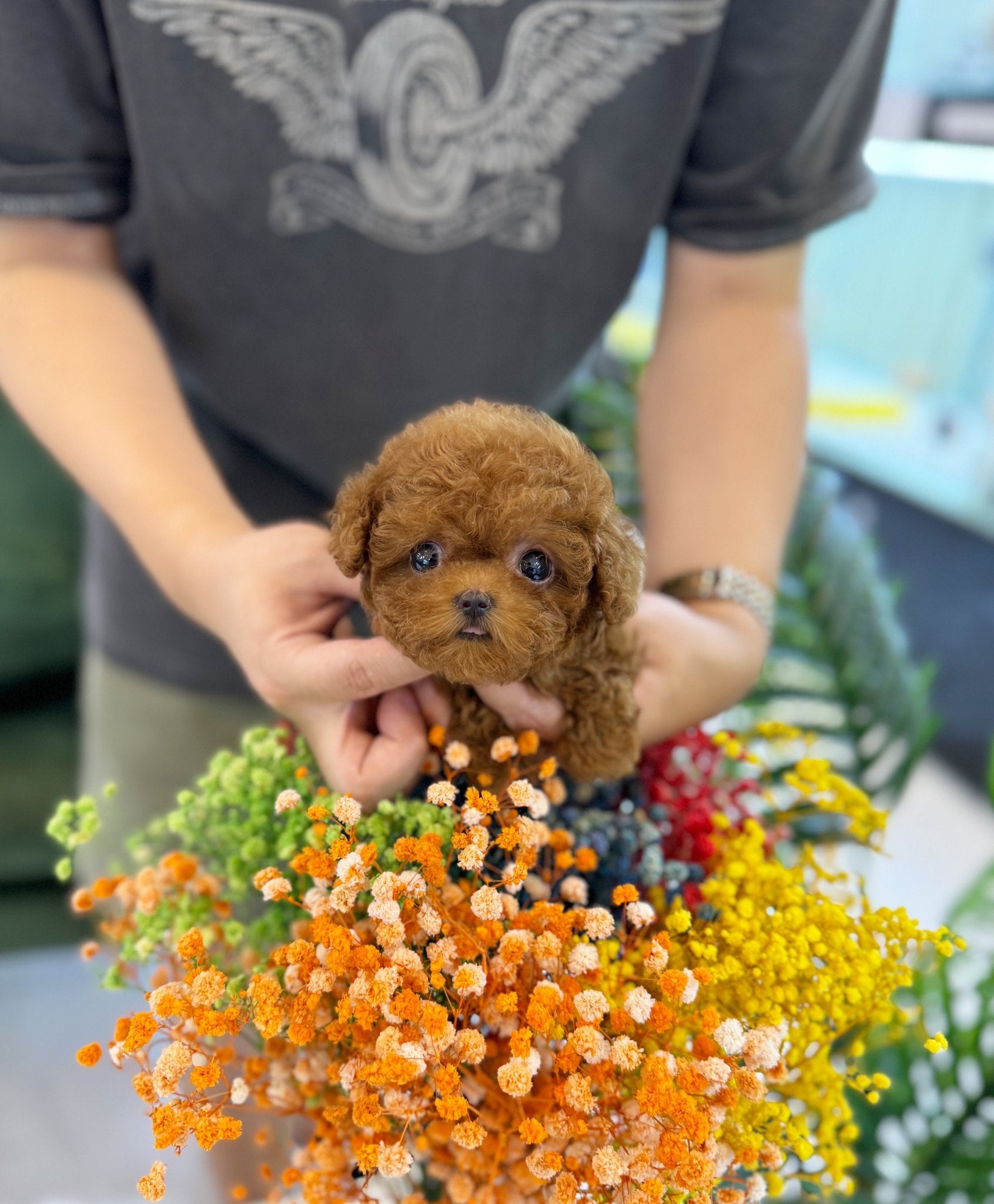 Poodle - Jojo(Female) - Beautiful puppy teacup puppy with adorable features available for adoption from Velydog