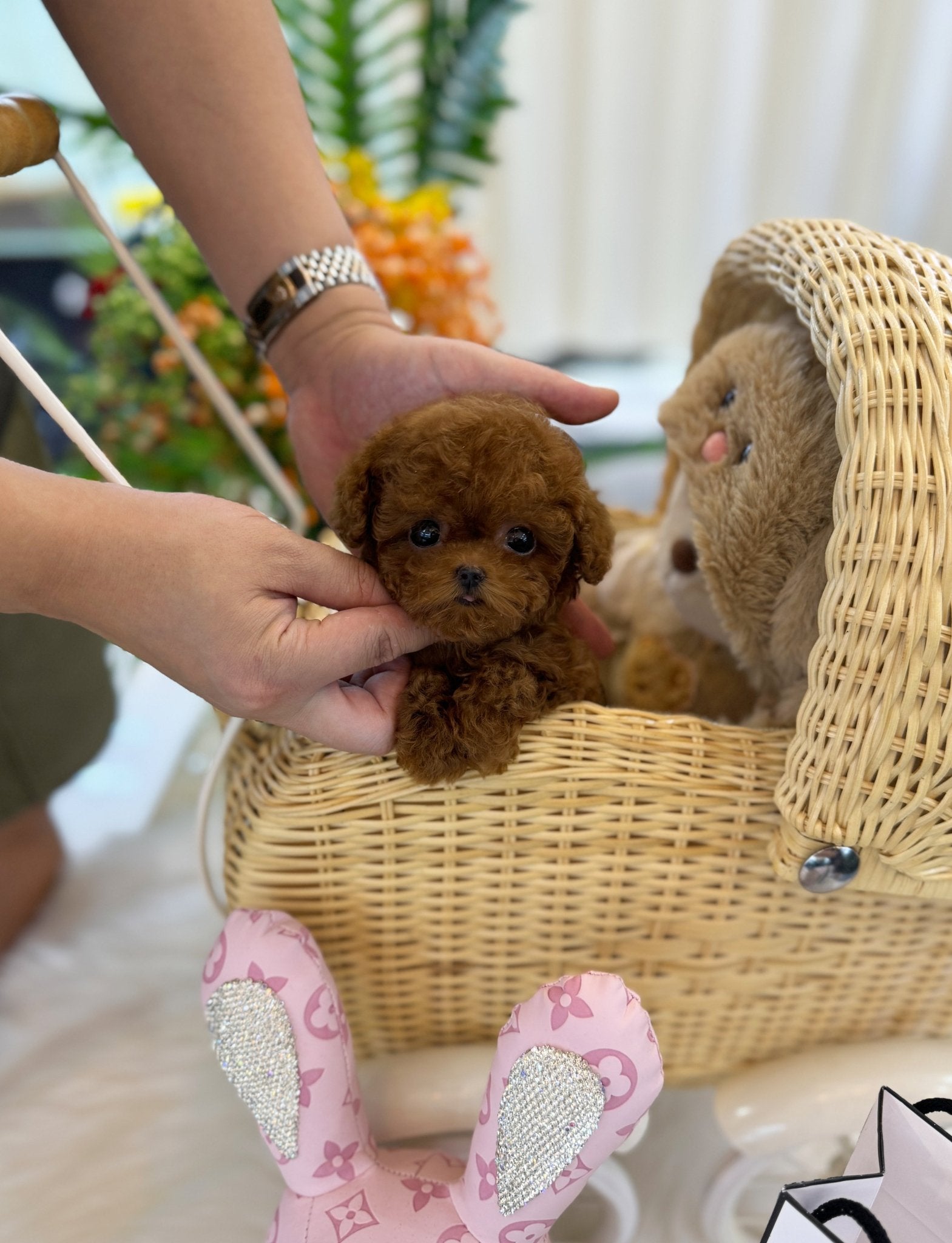 Poodle - Jojo(Female) - Beautiful puppy teacup puppy with adorable features available for adoption from Velydog