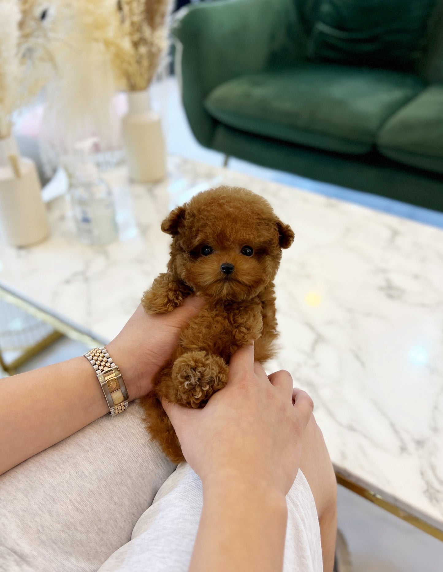 Poodle - Jolly(Female) - Beautiful puppy teacup puppy with adorable features available for adoption from Velydog