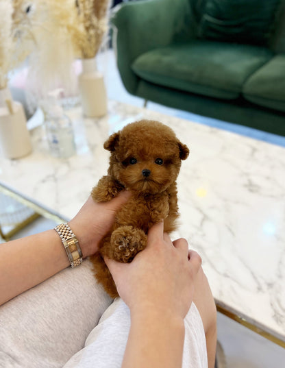 Poodle - Jolly(Female) - Beautiful puppy teacup puppy with adorable features available for adoption from Velydog