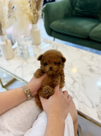 Poodle - Jolly(Female) - Beautiful puppy teacup puppy with adorable features available for adoption from Velydog