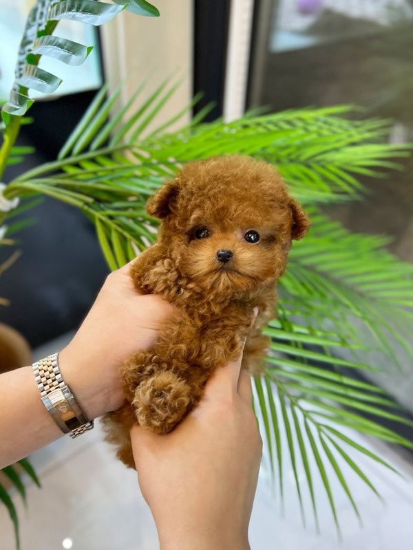 Poodle - Jolly(Female) - Beautiful puppy teacup puppy with adorable features available for adoption from Velydog