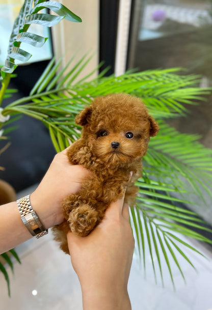 Poodle - Jolly(Female) - Beautiful puppy teacup puppy with adorable features available for adoption from Velydog