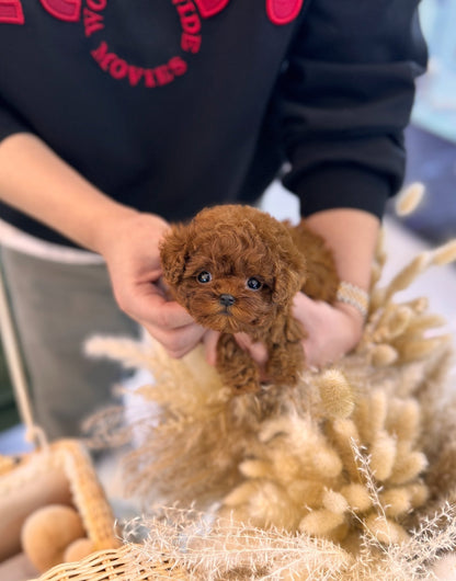 Poodle - Joojoo - Beautiful puppy teacup puppy with adorable features available for adoption from Velydog