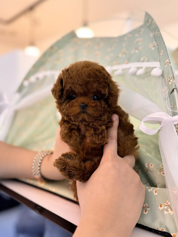 Poodle - Josephine(Female) - Beautiful puppy teacup puppy with adorable features available for adoption from Velydog