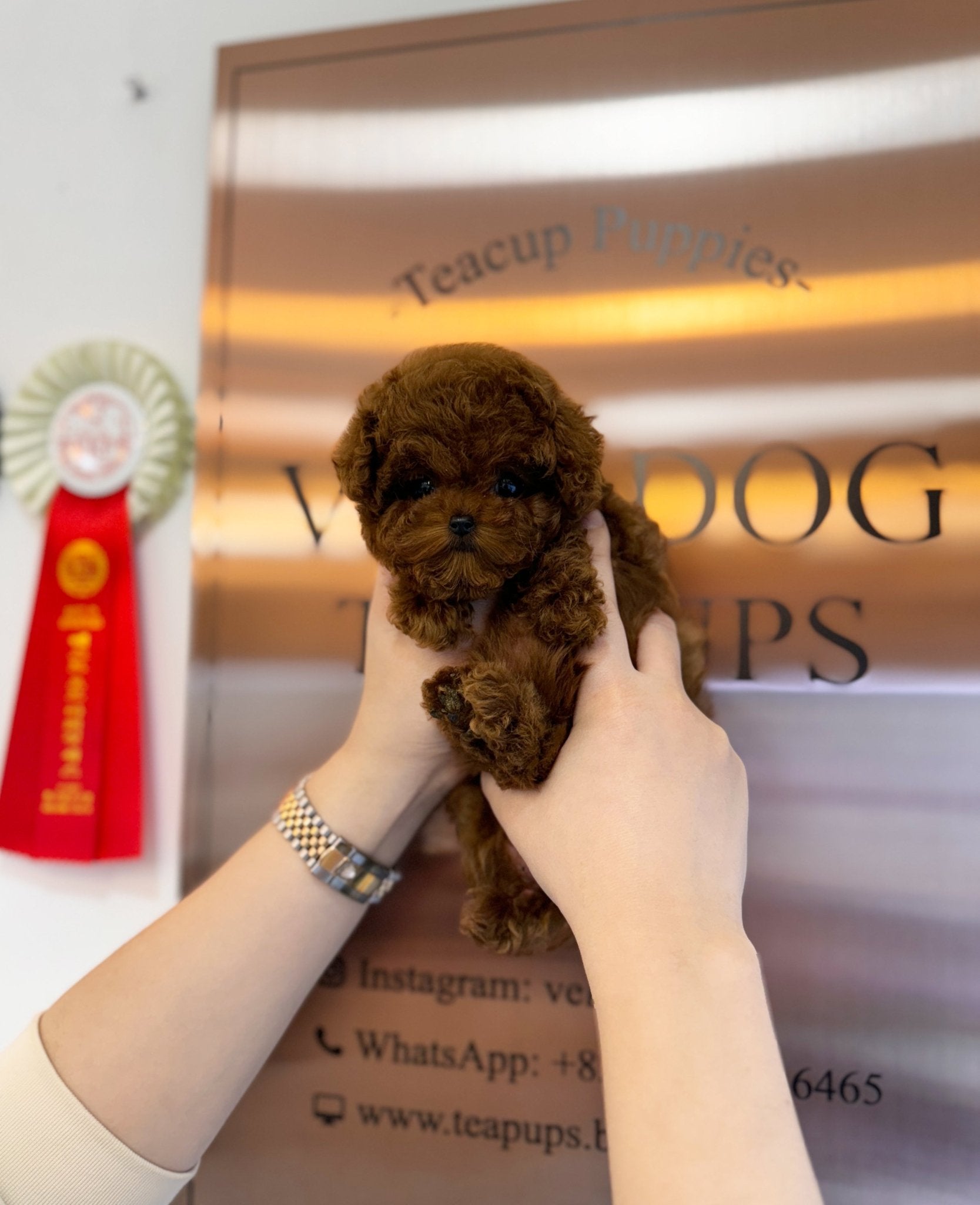 Poodle - Josephine(Female) - Beautiful puppy teacup puppy with adorable features available for adoption from Velydog