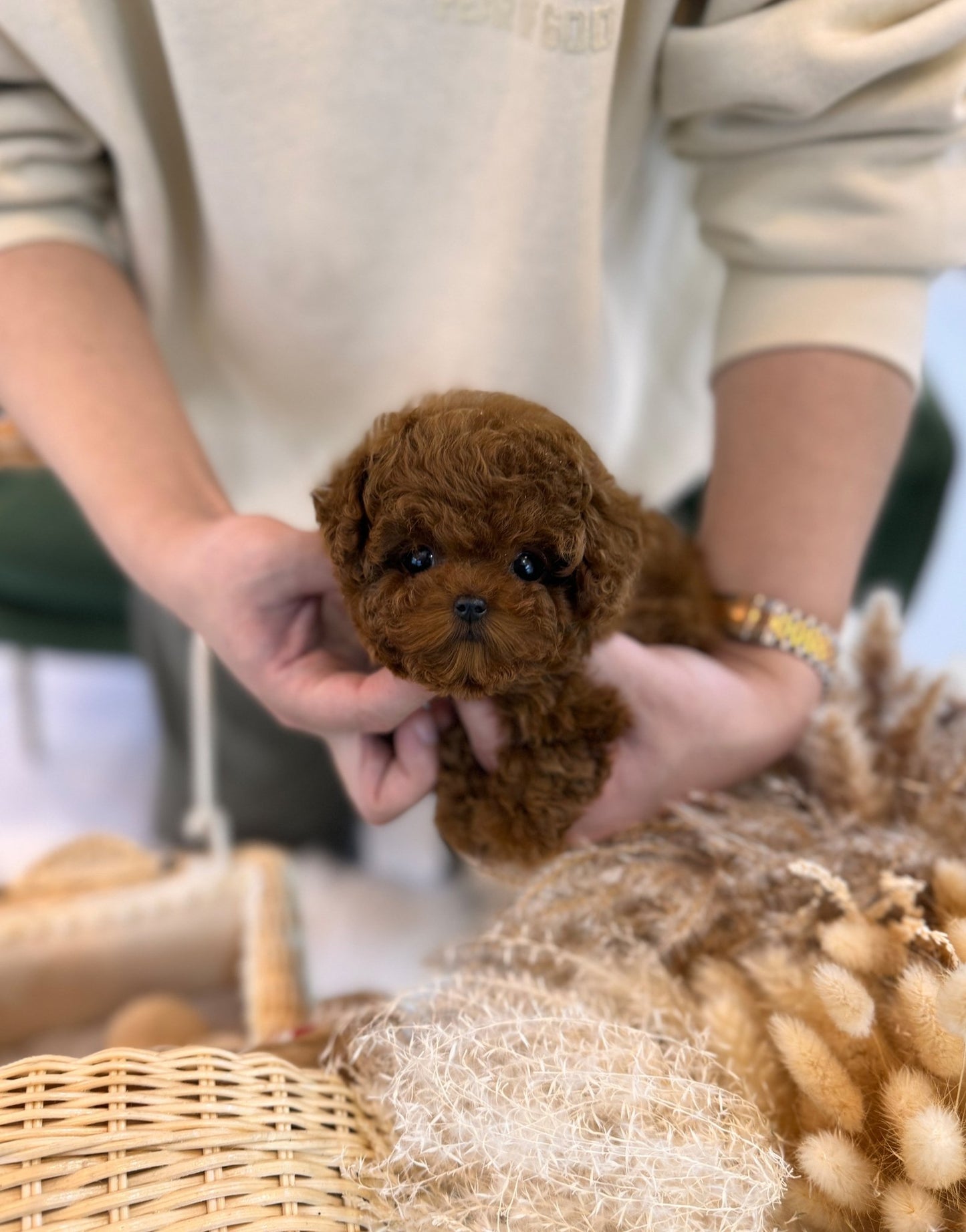 Poodle - Josephine(Female) - Beautiful puppy teacup puppy with adorable features available for adoption from Velydog