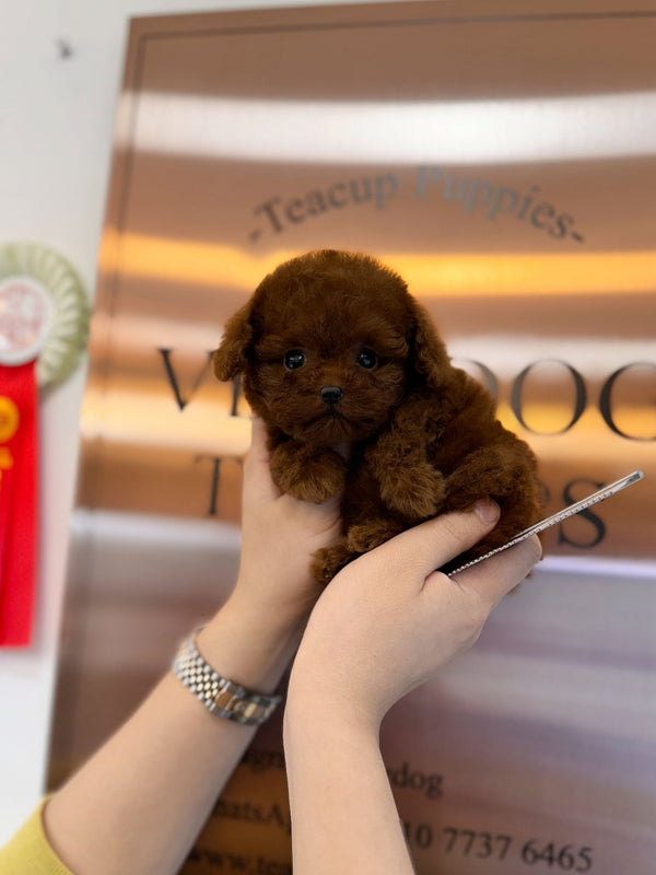 Poodle - Josie(Female) - Beautiful puppy teacup puppy with adorable features available for adoption from Velydog