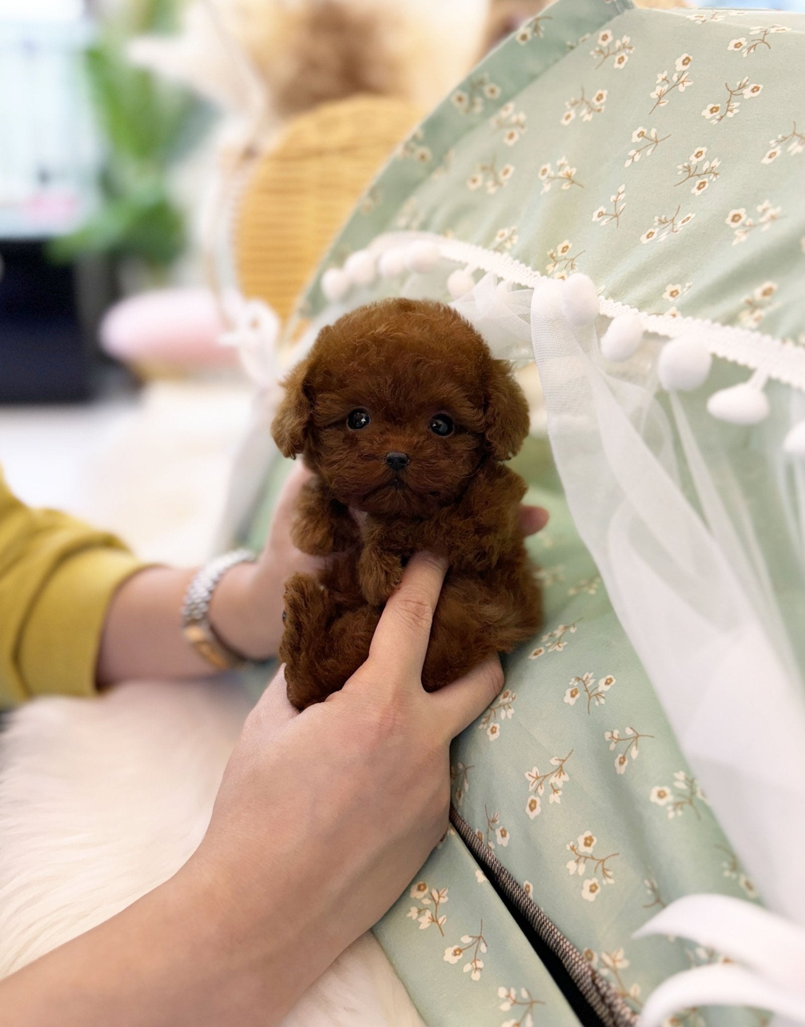 Poodle - Josie(Female) - Beautiful puppy teacup puppy with adorable features available for adoption from Velydog