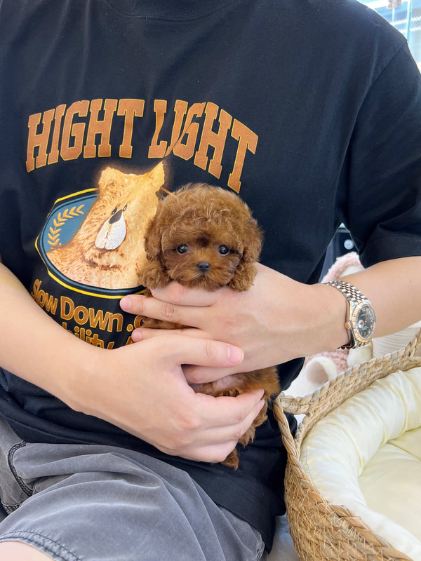 Poodle - Joujou(Female) - Beautiful puppy teacup puppy with adorable features available for adoption from Velydog