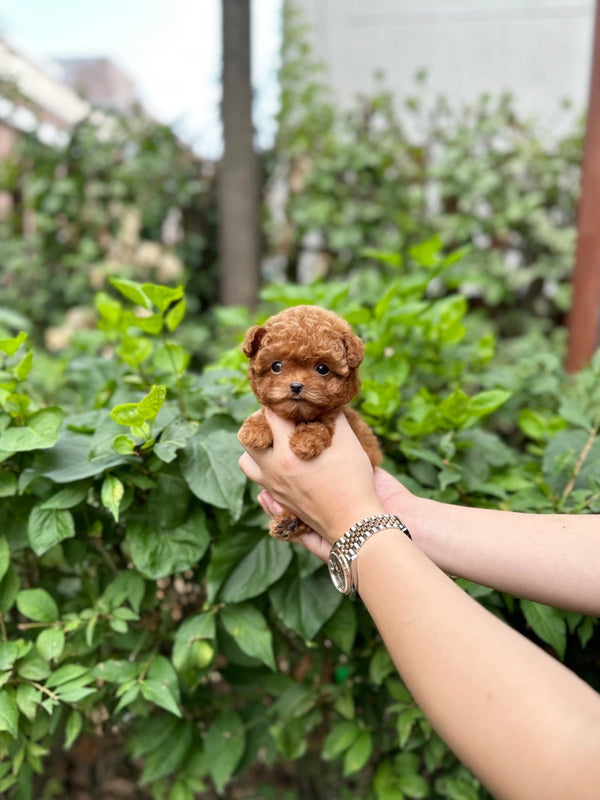 Poodle - Judy(Female) - Beautiful puppy teacup puppy with adorable features available for adoption from Velydog