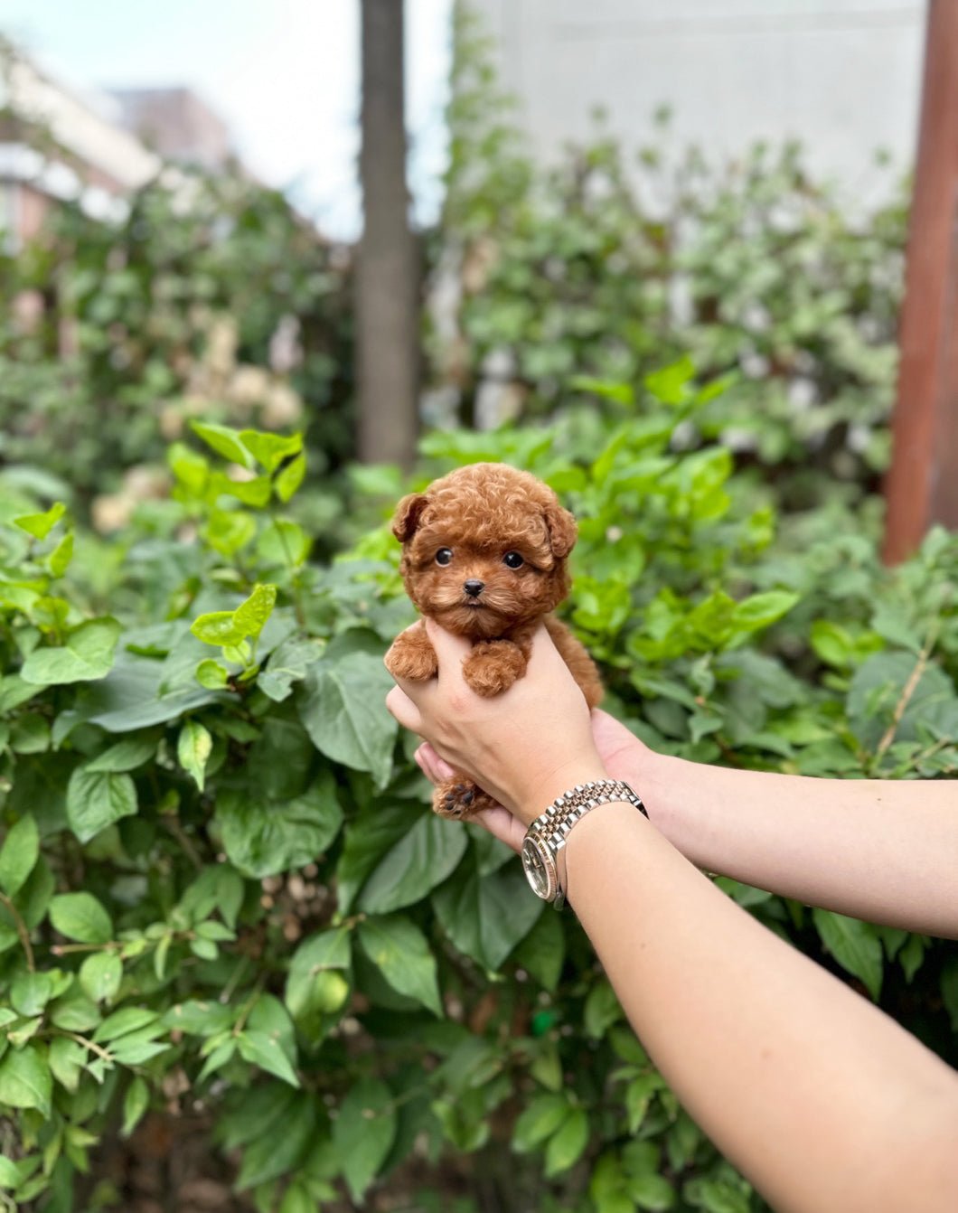 Poodle - Judy(Female) - Beautiful puppy teacup puppy with adorable features available for adoption from Velydog