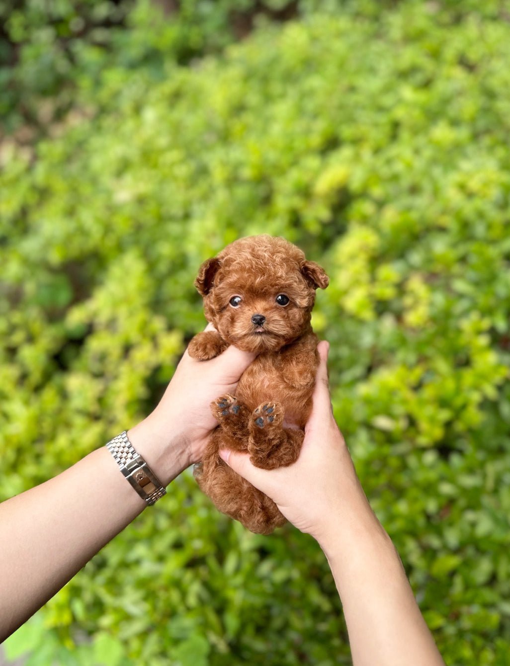 Poodle - Judy(Female) - Beautiful puppy teacup puppy with adorable features available for adoption from Velydog