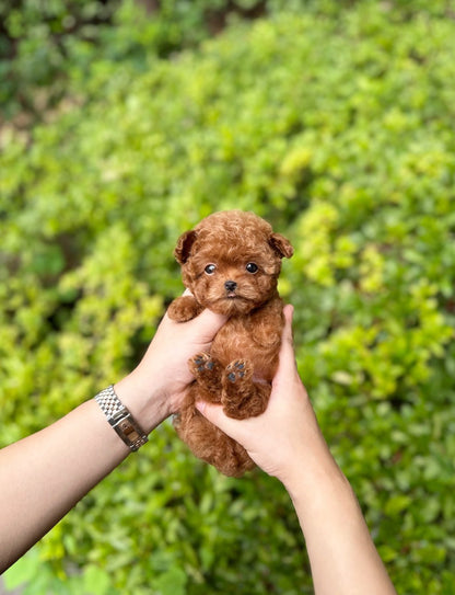 Poodle - Judy(Female) - Beautiful puppy teacup puppy with adorable features available for adoption from Velydog