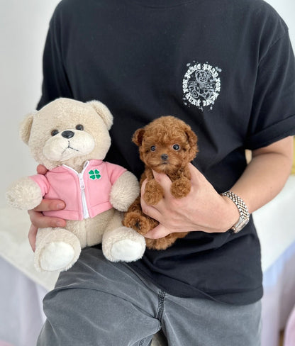 Poodle - Judy(Female) - Beautiful puppy teacup puppy with adorable features available for adoption from Velydog