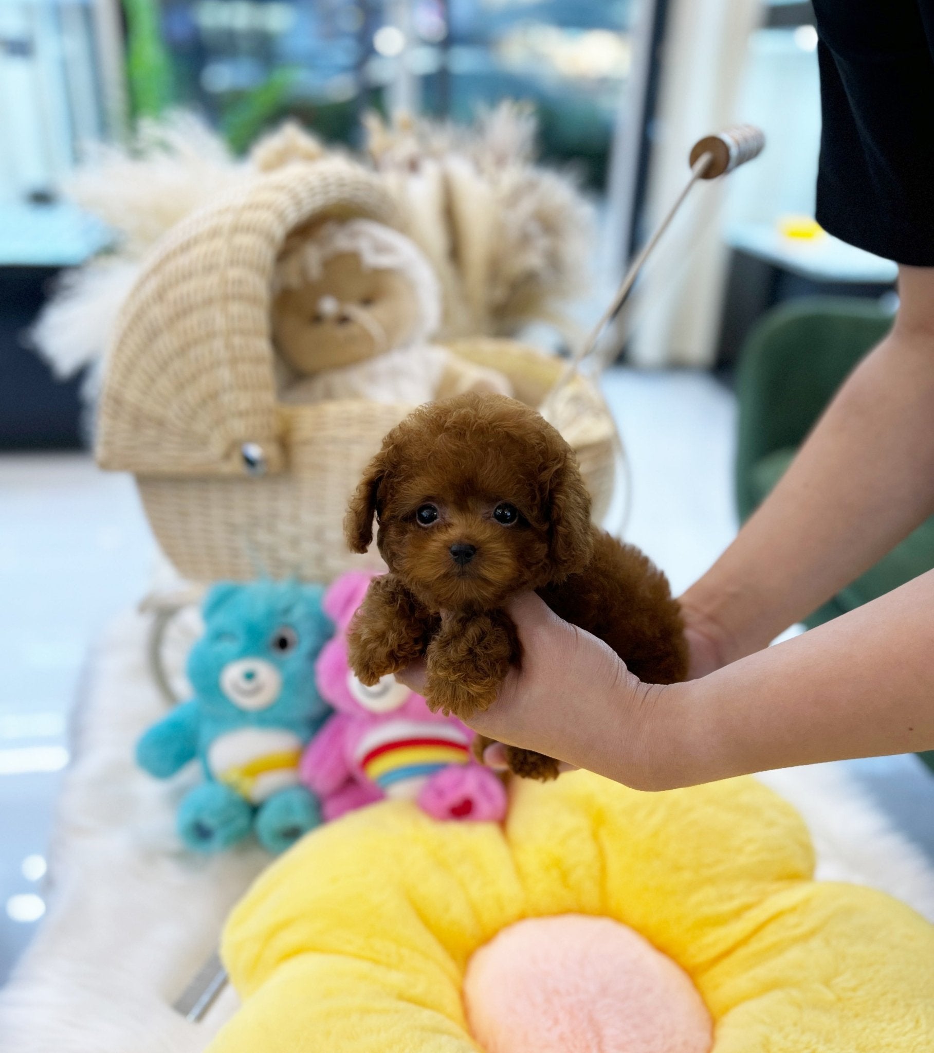 Poodle - Julia(Female) - Beautiful puppy teacup puppy with adorable features available for adoption from Velydog