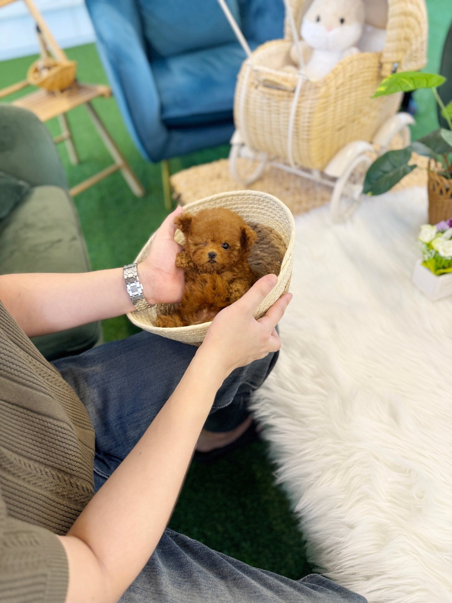 Poodle - Kai(Male) - Beautiful puppy teacup puppy with adorable features available for adoption from Velydog