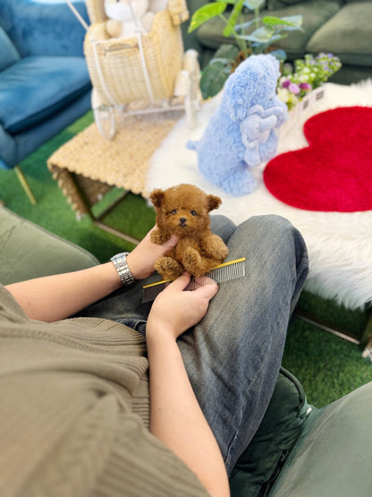 Poodle - Kai(Male) - Beautiful puppy teacup puppy with adorable features available for adoption from Velydog