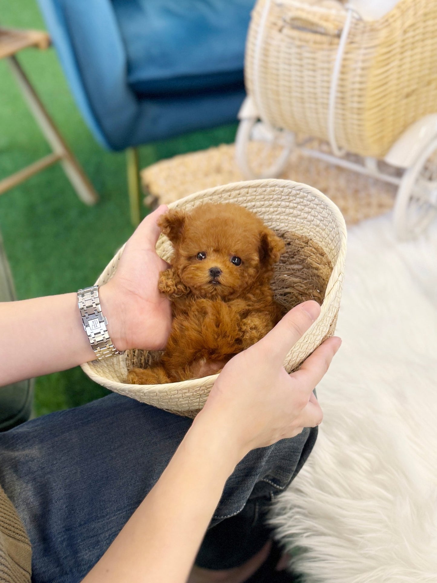 Poodle - Kai(Male) - Beautiful puppy teacup puppy with adorable features available for adoption from Velydog