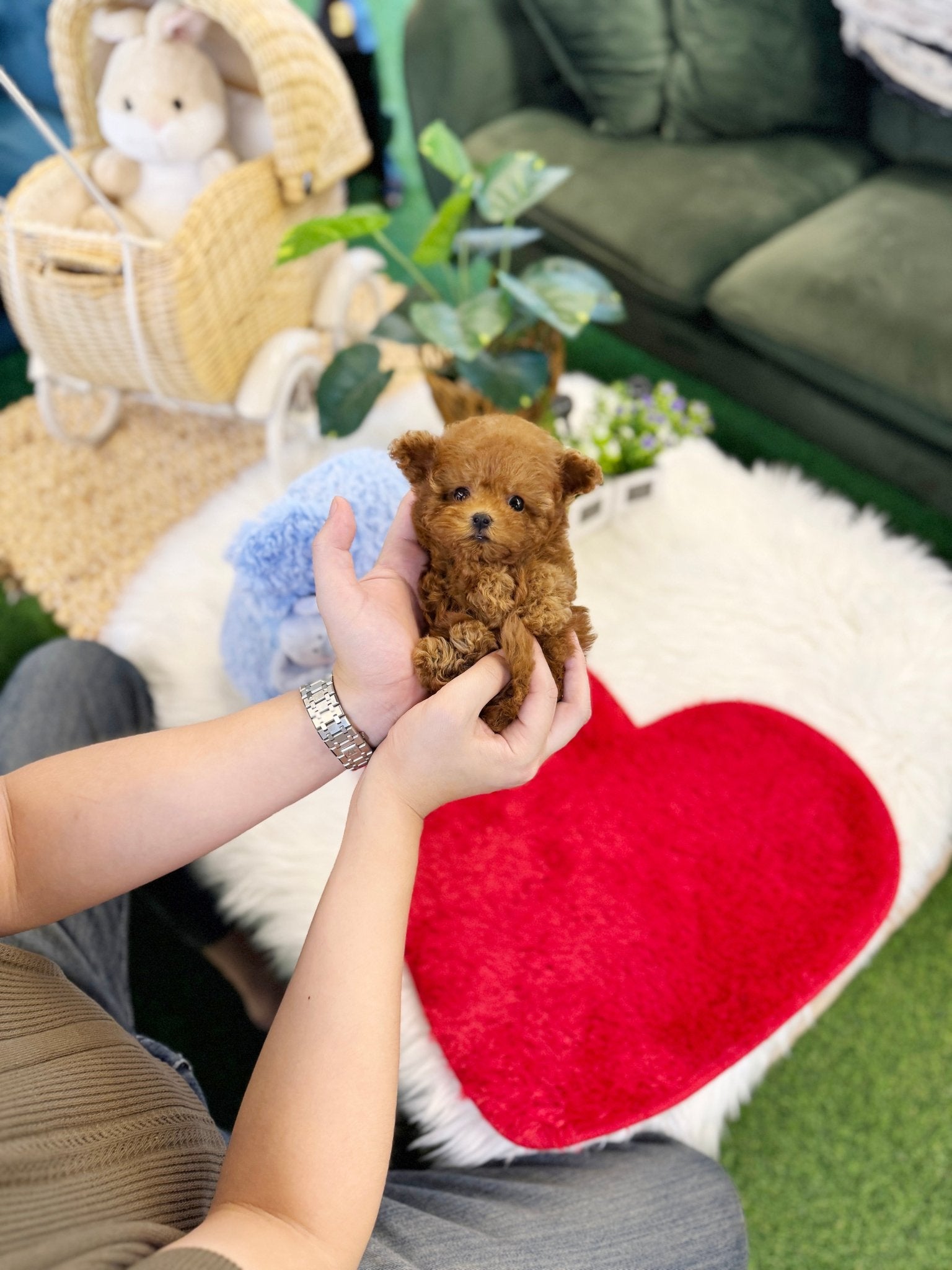 Poodle - Kai(Male) - Beautiful puppy teacup puppy with adorable features available for adoption from Velydog