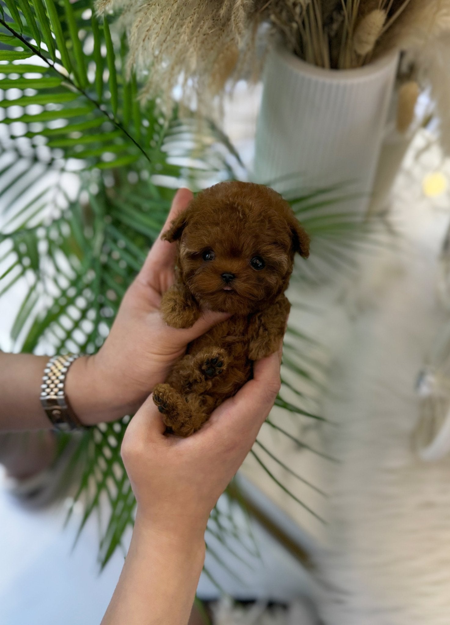 Poodle - Kiki(Female) - Beautiful puppy teacup puppy with adorable features available for adoption from Velydog