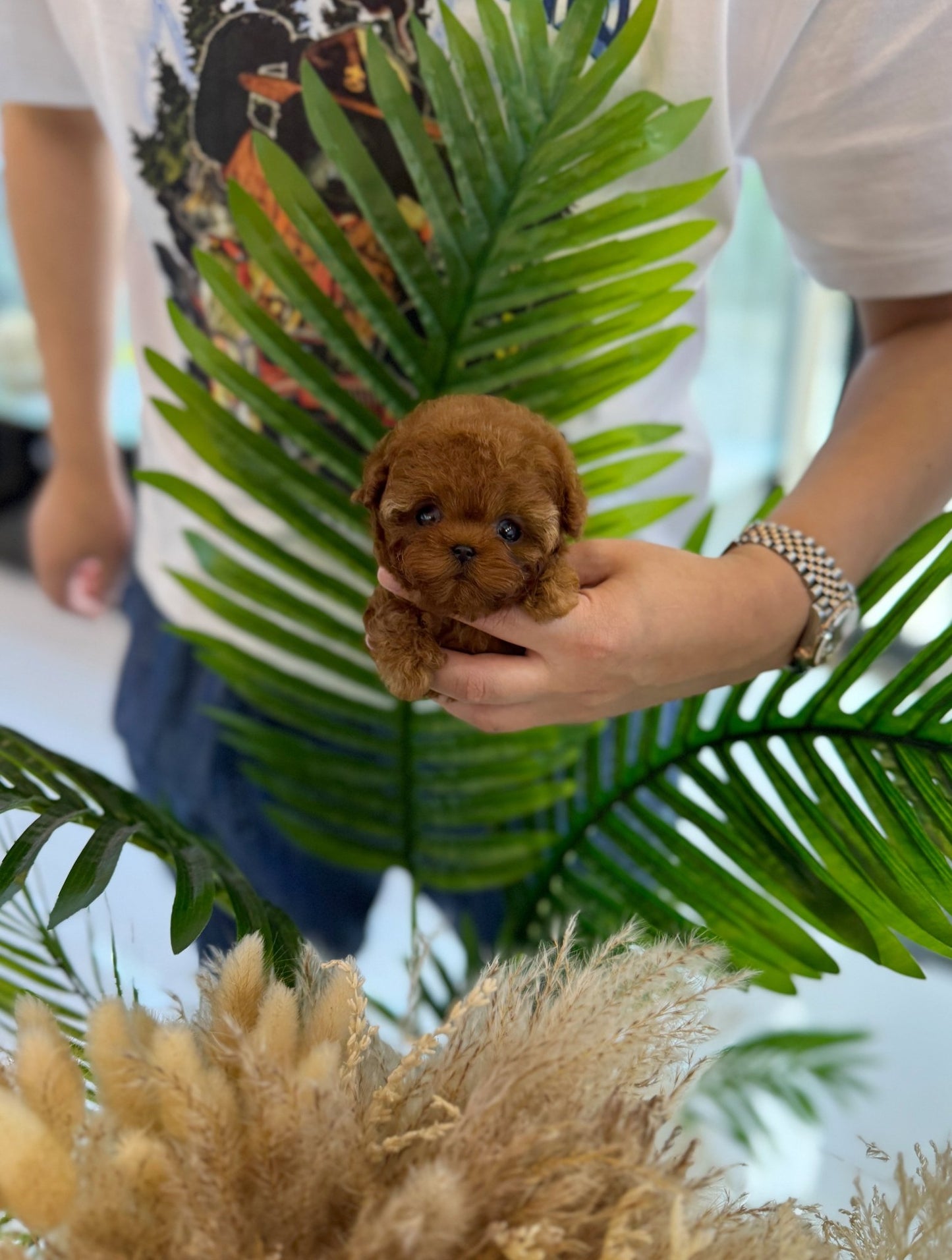 Poodle - Kiki(Female) - Beautiful puppy teacup puppy with adorable features available for adoption from Velydog