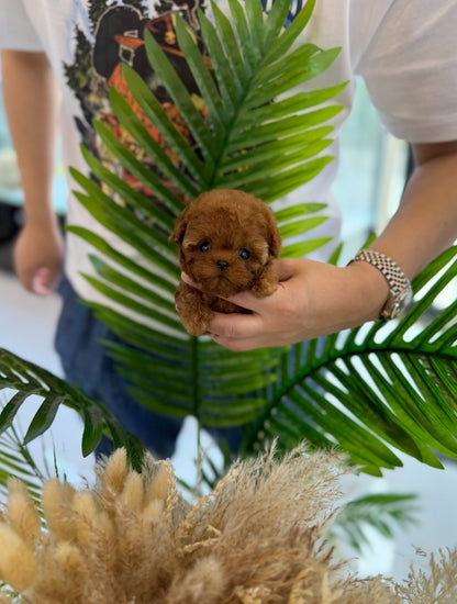 Poodle - Kiki(Female) - Beautiful puppy teacup puppy with adorable features available for adoption from Velydog