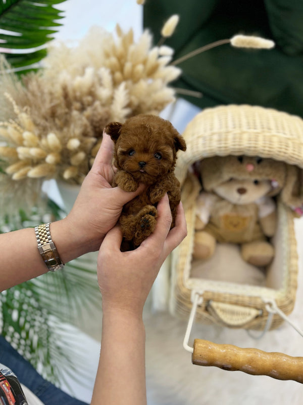 Poodle - Kiki(Female) - Beautiful puppy teacup puppy with adorable features available for adoption from Velydog