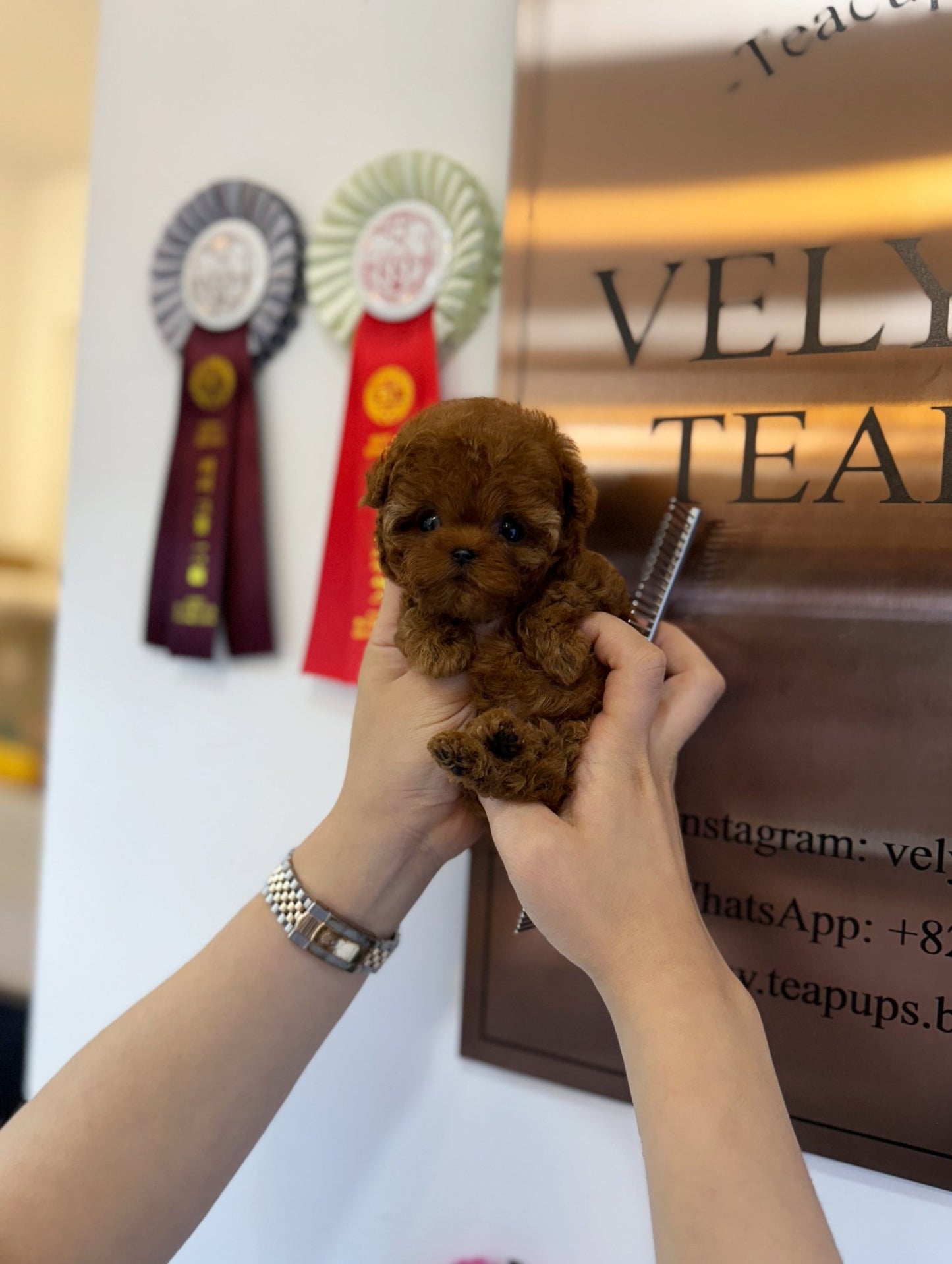 Poodle - Kiki(Female) - Beautiful puppy teacup puppy with adorable features available for adoption from Velydog