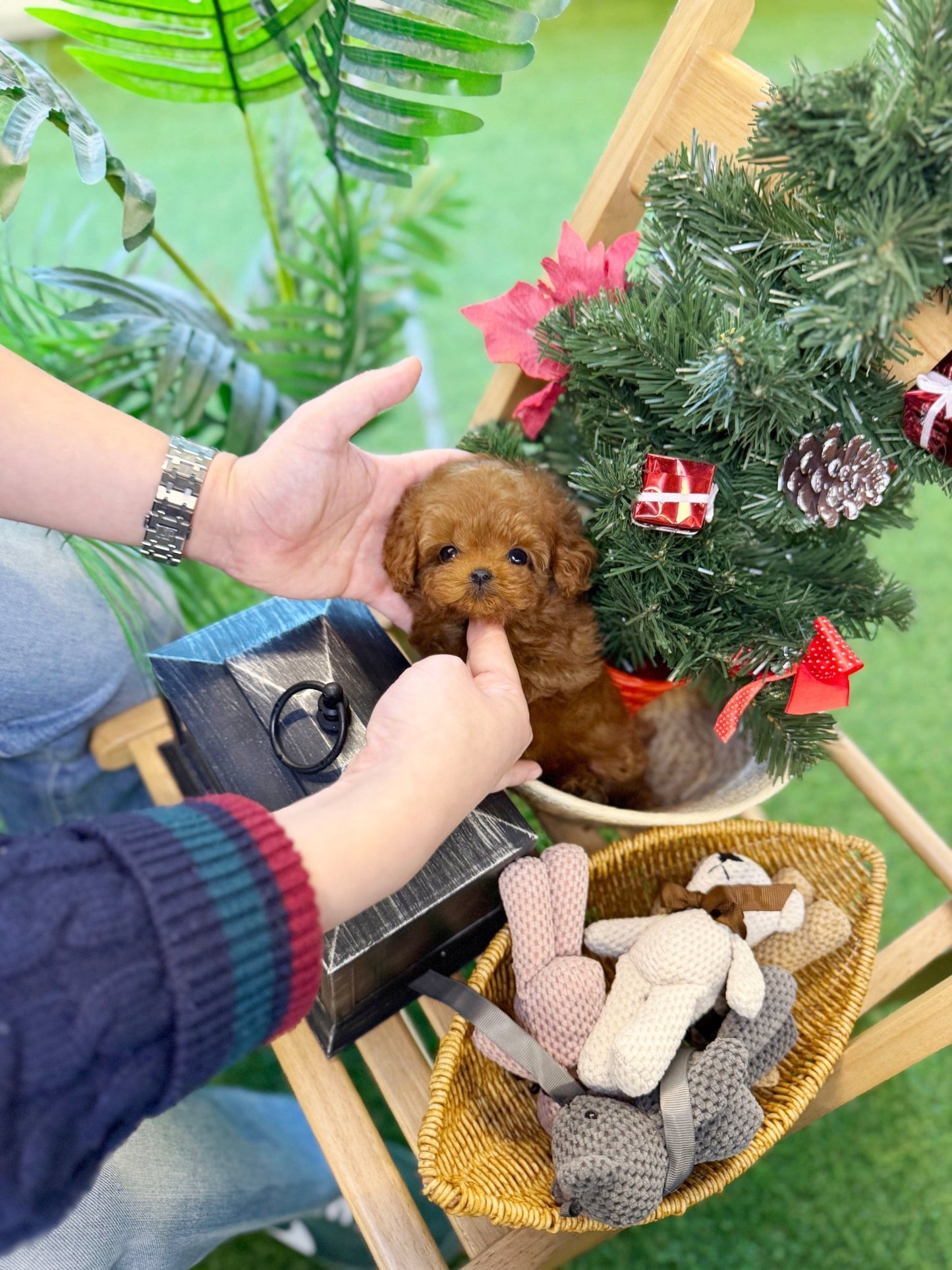 Poodle - Kissy(Female) - Beautiful puppy teacup puppy with adorable features available for adoption from Velydog