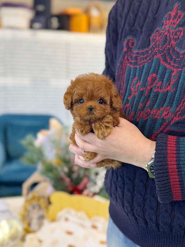 Poodle - Kissy(Female) - Beautiful puppy teacup puppy with adorable features available for adoption from Velydog