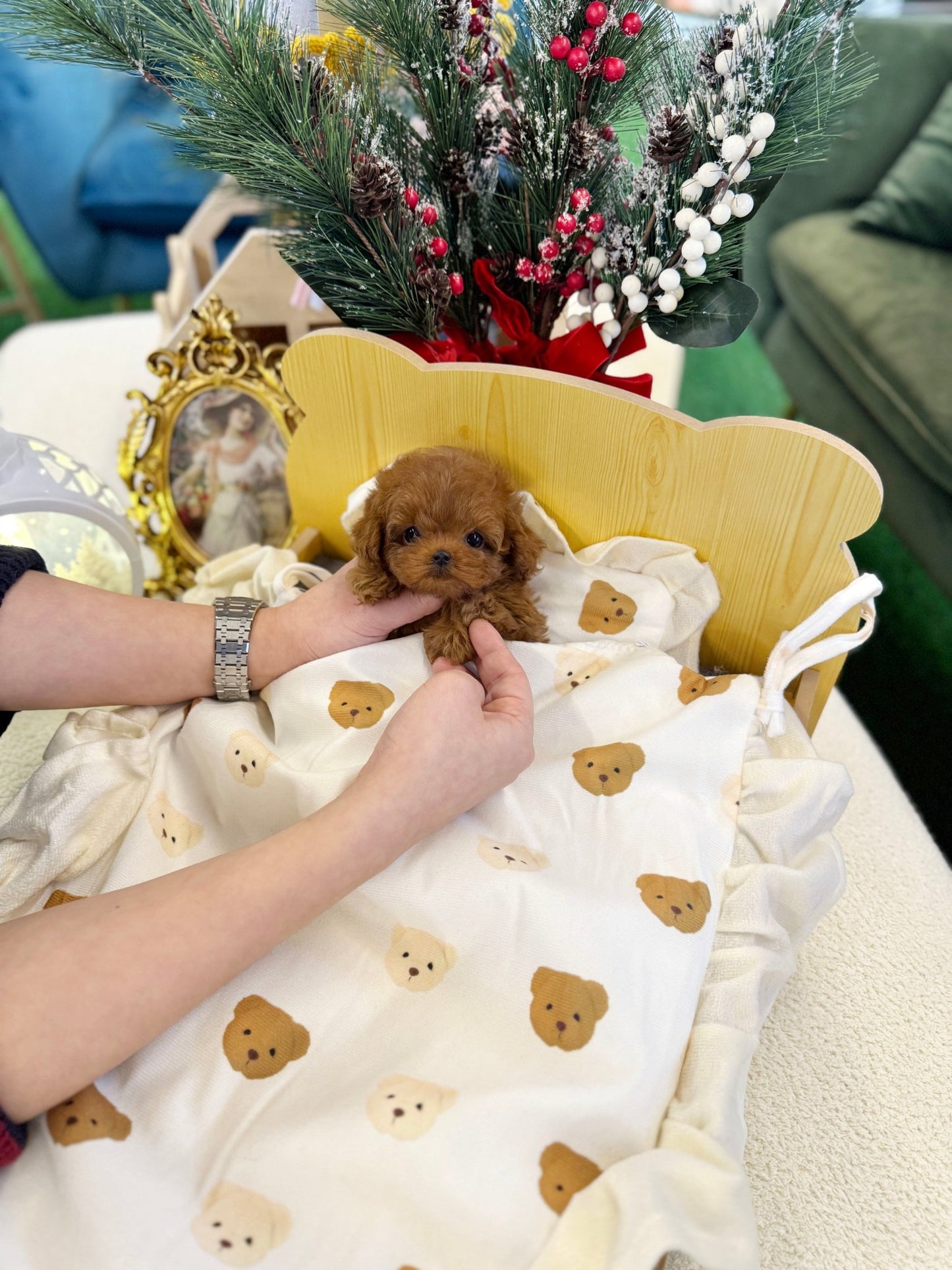 Poodle - Kissy(Female) - Beautiful puppy teacup puppy with adorable features available for adoption from Velydog