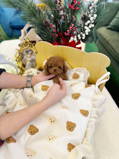 Poodle - Kissy(Female) - Beautiful puppy teacup puppy with adorable features available for adoption from Velydog
