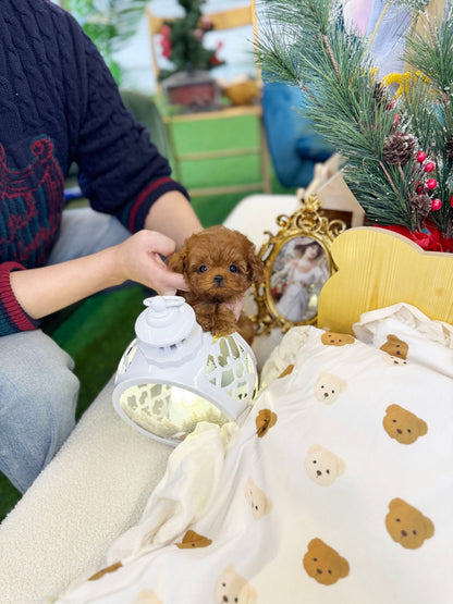 Poodle - Kissy(Female) - Beautiful puppy teacup puppy with adorable features available for adoption from Velydog