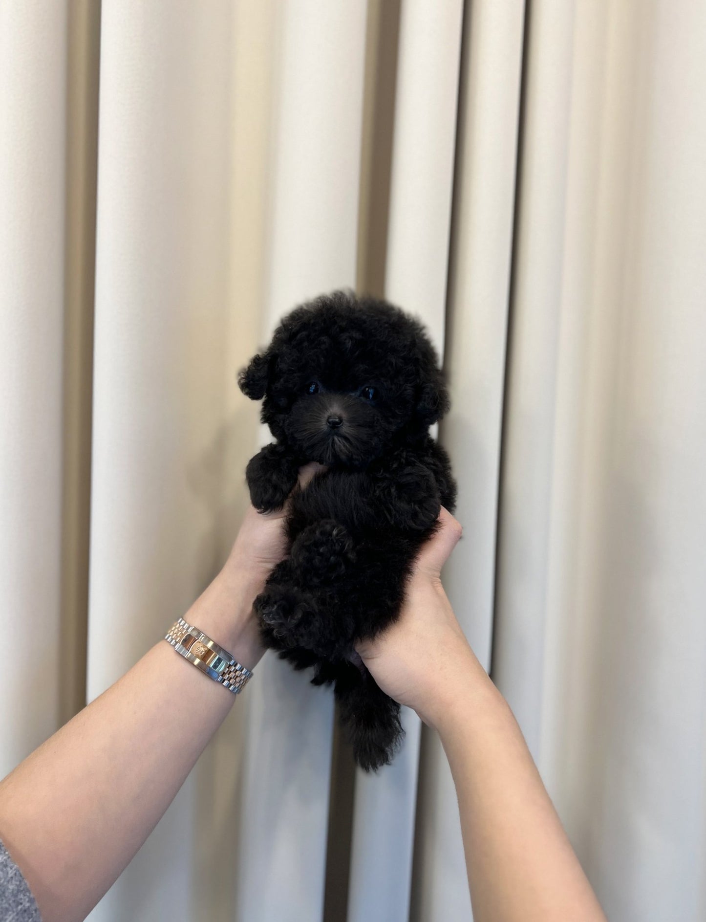 Poodle - Kkongji(Female) - Beautiful puppy teacup puppy with adorable features available for adoption from Velydog