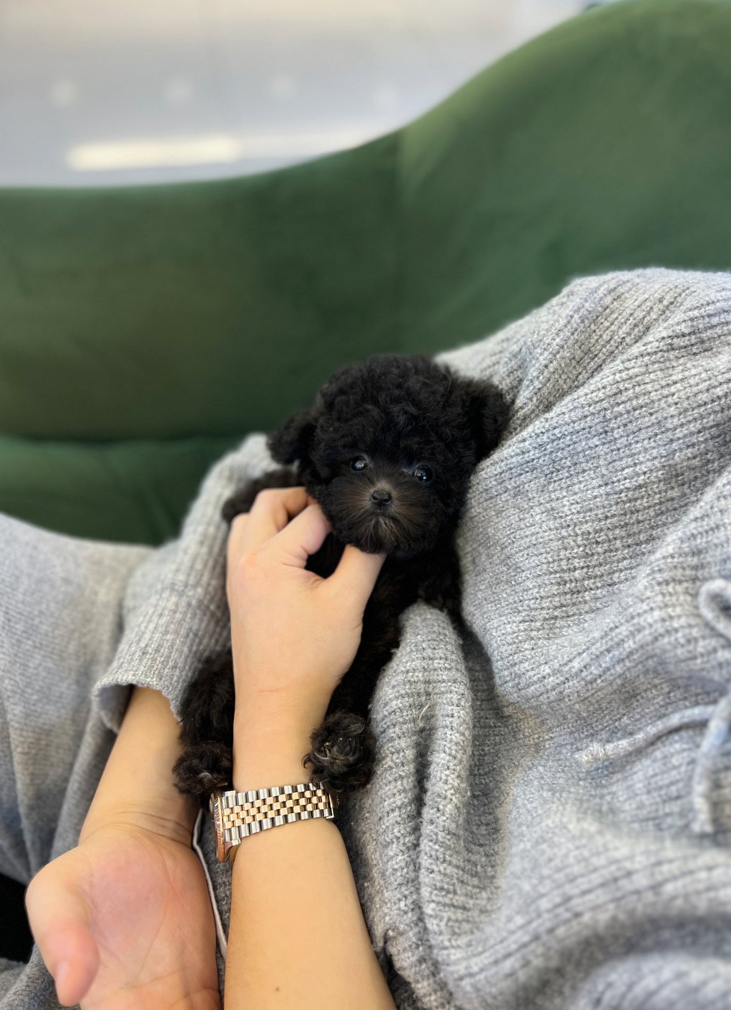 Poodle - Kkongji(Female) - Beautiful puppy teacup puppy with adorable features available for adoption from Velydog