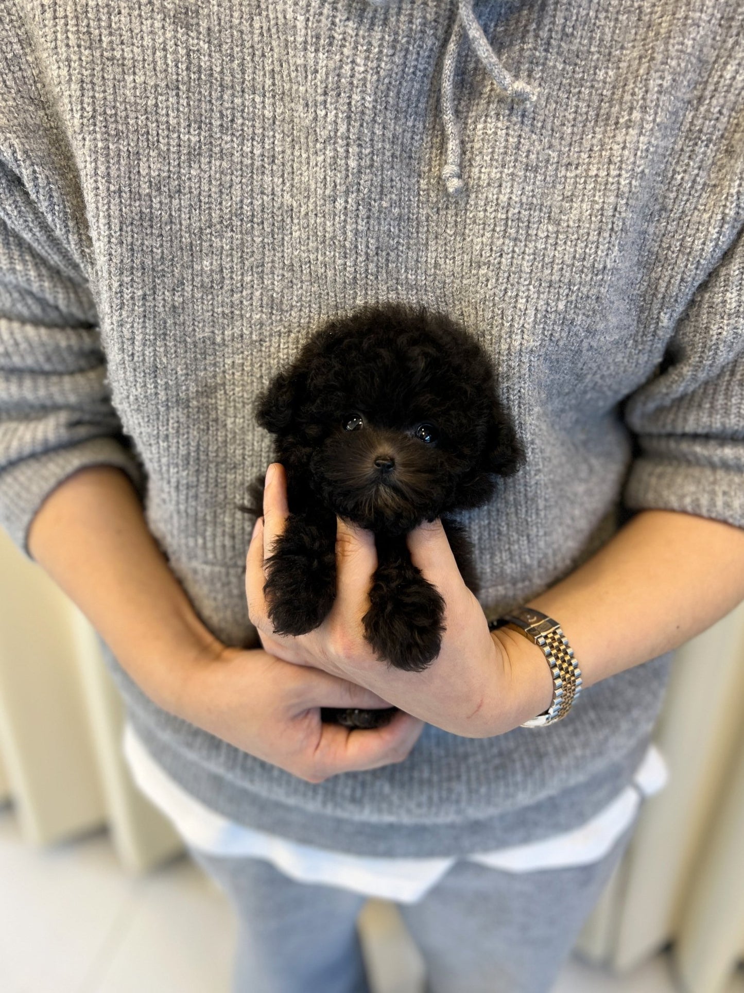 Poodle - Kkongji(Female) - Beautiful puppy teacup puppy with adorable features available for adoption from Velydog