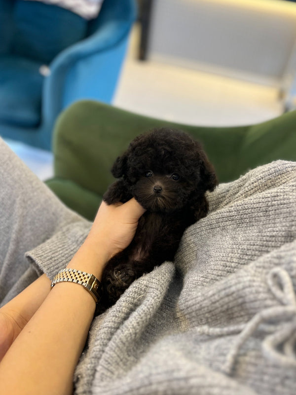 Poodle - Kkongji(Female) - Beautiful puppy teacup puppy with adorable features available for adoption from Velydog