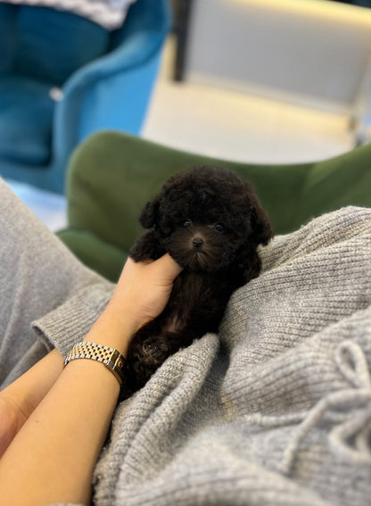 Poodle - Kkongji(Female) - Beautiful puppy teacup puppy with adorable features available for adoption from Velydog