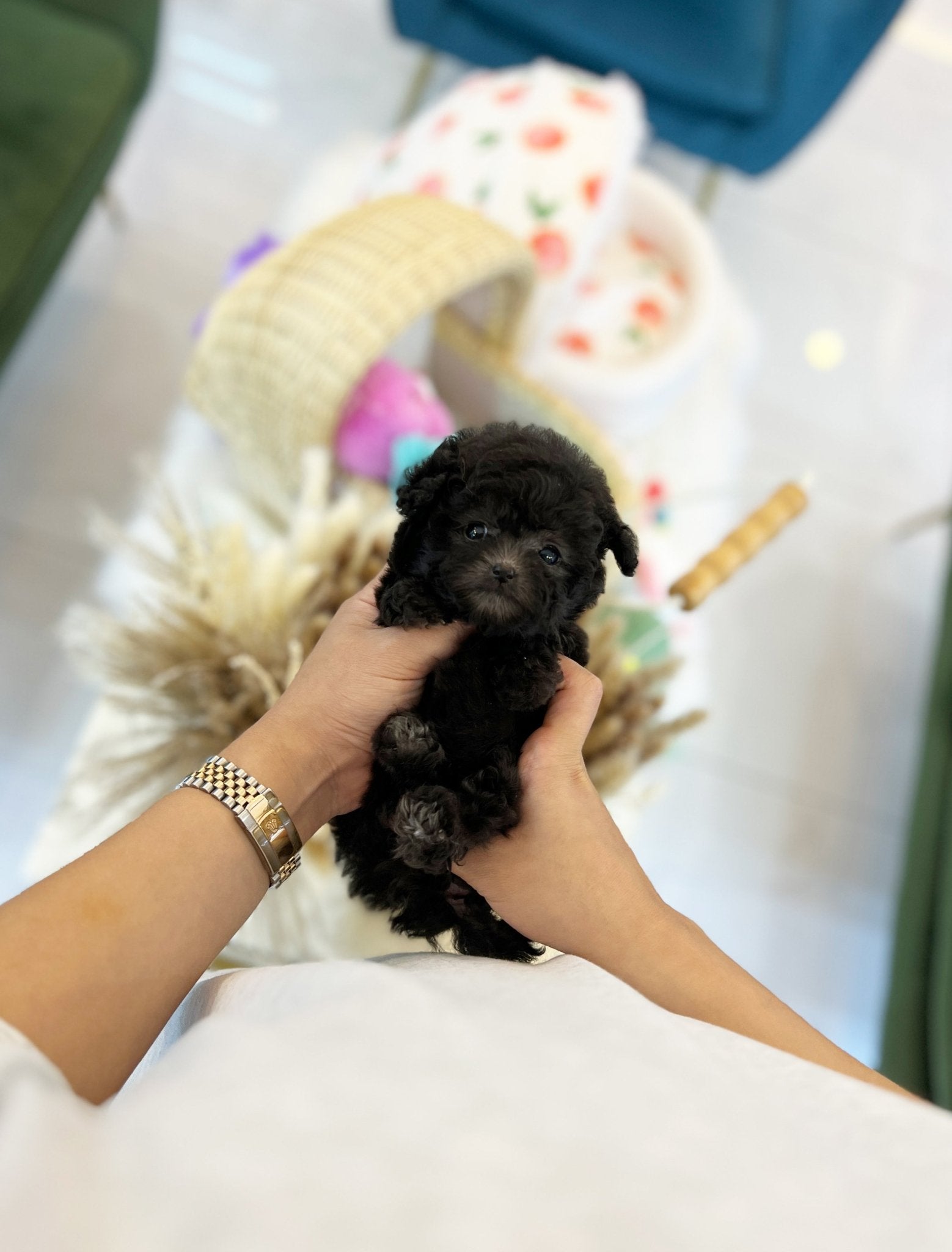 Poodle - Kong(Female) - Beautiful puppy teacup puppy with adorable features available for adoption from Velydog