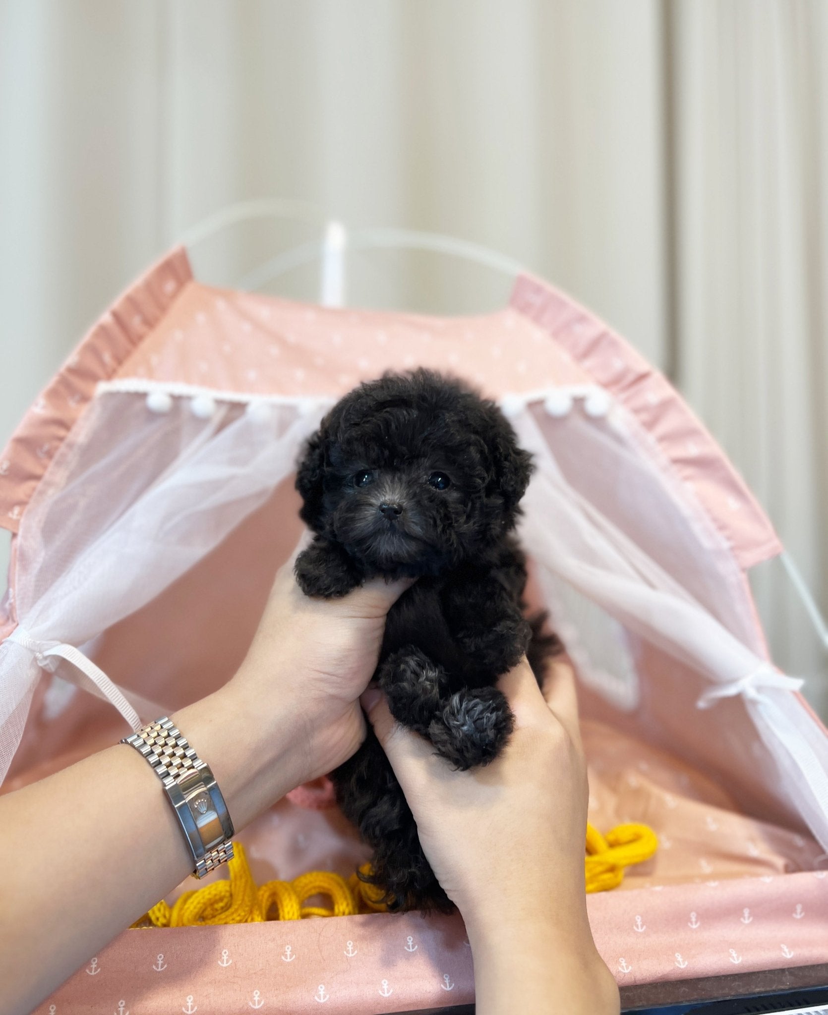 Poodle - Kong(Female) - Beautiful puppy teacup puppy with adorable features available for adoption from Velydog