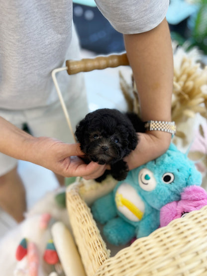 Poodle - Kong(Female) - Beautiful puppy teacup puppy with adorable features available for adoption from Velydog