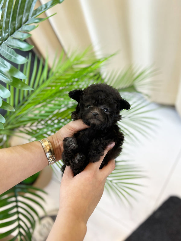 Poodle - Kong(Female) - Beautiful puppy teacup puppy with adorable features available for adoption from Velydog